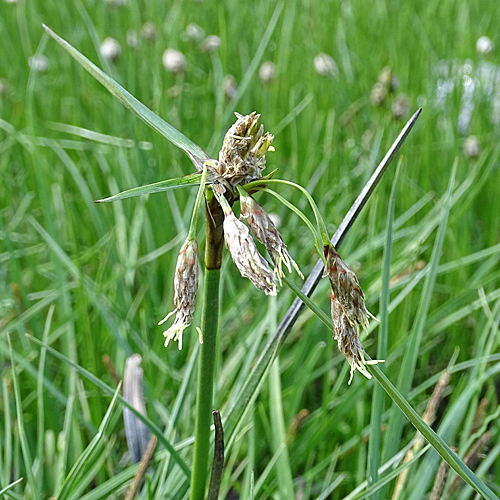 Schmalblättriges Wollgras / Eriophorum angustifolium