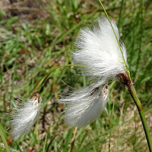 Schmalblättriges Wollgras / Eriophorum angustifolium