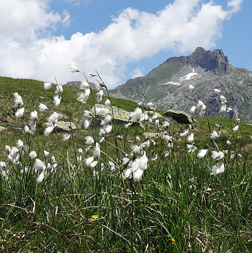 Schmalblättriges Wollgras / Eriophorum angustifolium