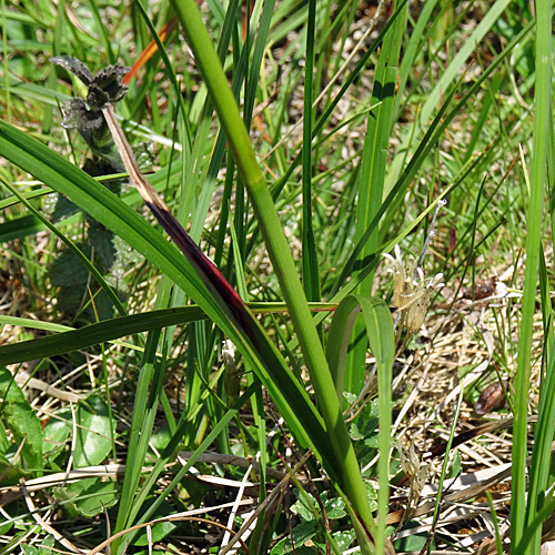 Schmalblättriges Wollgras / Eriophorum angustifolium