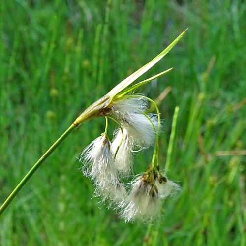 Breitblättriges Wollgras / Eriophorum latifolium