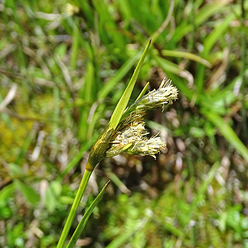 Breitblättriges Wollgras / Eriophorum latifolium