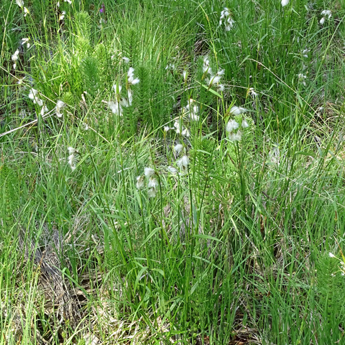 Breitblättriges Wollgras / Eriophorum latifolium