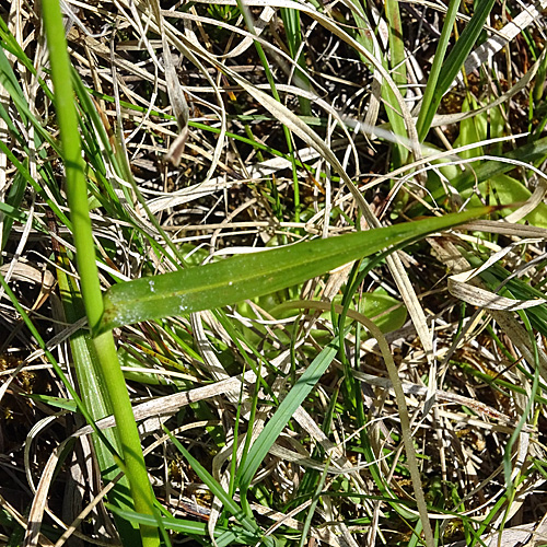 Breitblättriges Wollgras / Eriophorum latifolium