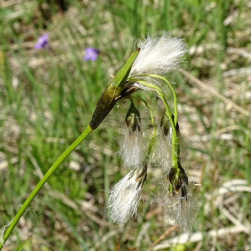 Breitblättriges Wollgras / Eriophorum latifolium