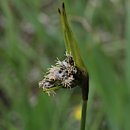 Breitblättriges Wollgras / Eriophorum latifolium