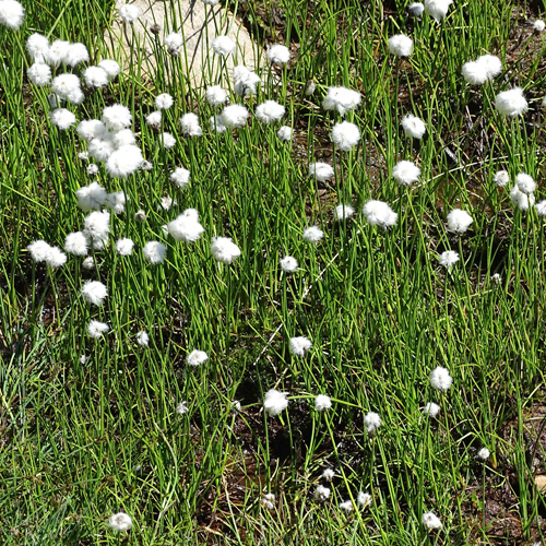 Scheuchzers Wollgras / Eriophorum scheuchzeri