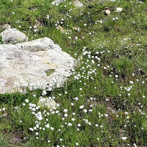 Scheuchzers Wollgras / Eriophorum scheuchzeri