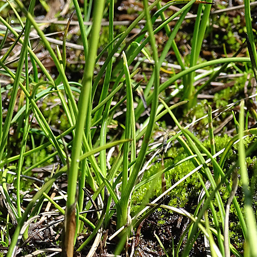 Scheuchzers Wollgras / Eriophorum scheuchzeri