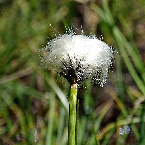 Scheuchzers Wollgras / Eriophorum scheuchzeri