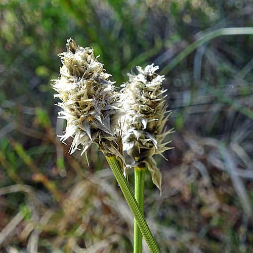 Scheiden-Wollgras / Eriophorum vaginatum