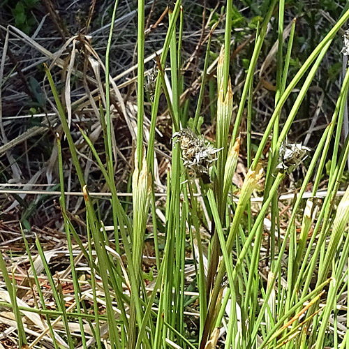 Scheiden-Wollgras / Eriophorum vaginatum