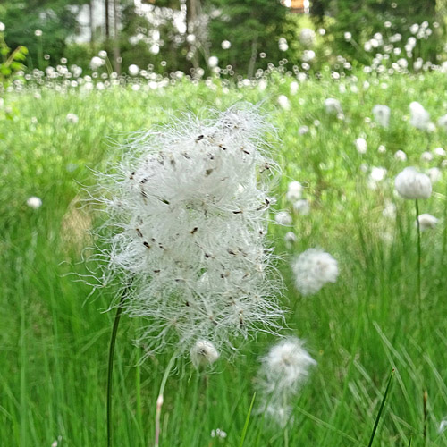 Scheiden-Wollgras / Eriophorum vaginatum