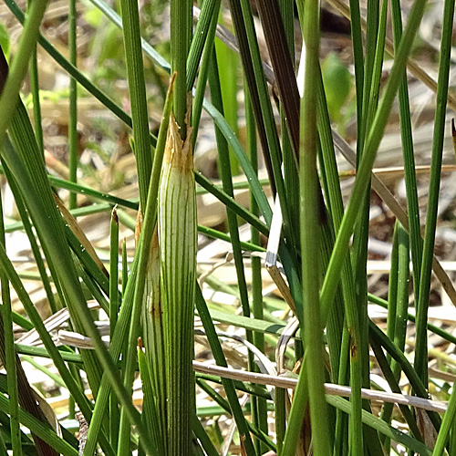 Scheiden-Wollgras / Eriophorum vaginatum