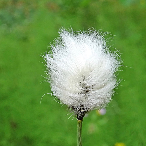 Scheiden-Wollgras / Eriophorum vaginatum