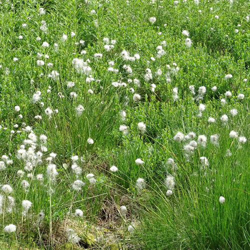 Scheiden-Wollgras / Eriophorum vaginatum