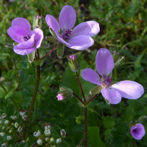 Gemeiner Reiherschnabel / Erodium cicutarium