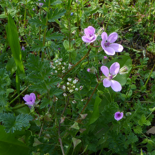 Gemeiner Reiherschnabel / Erodium cicutarium