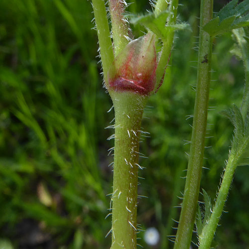 Gemeiner Reiherschnabel / Erodium cicutarium