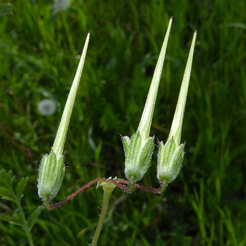 Gemeiner Reiherschnabel / Erodium cicutarium