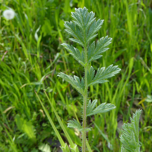 Gemeiner Reiherschnabel / Erodium cicutarium