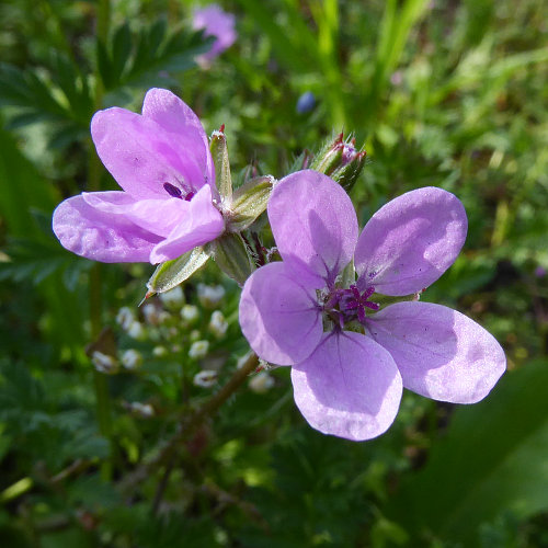 Gemeiner Reiherschnabel / Erodium cicutarium