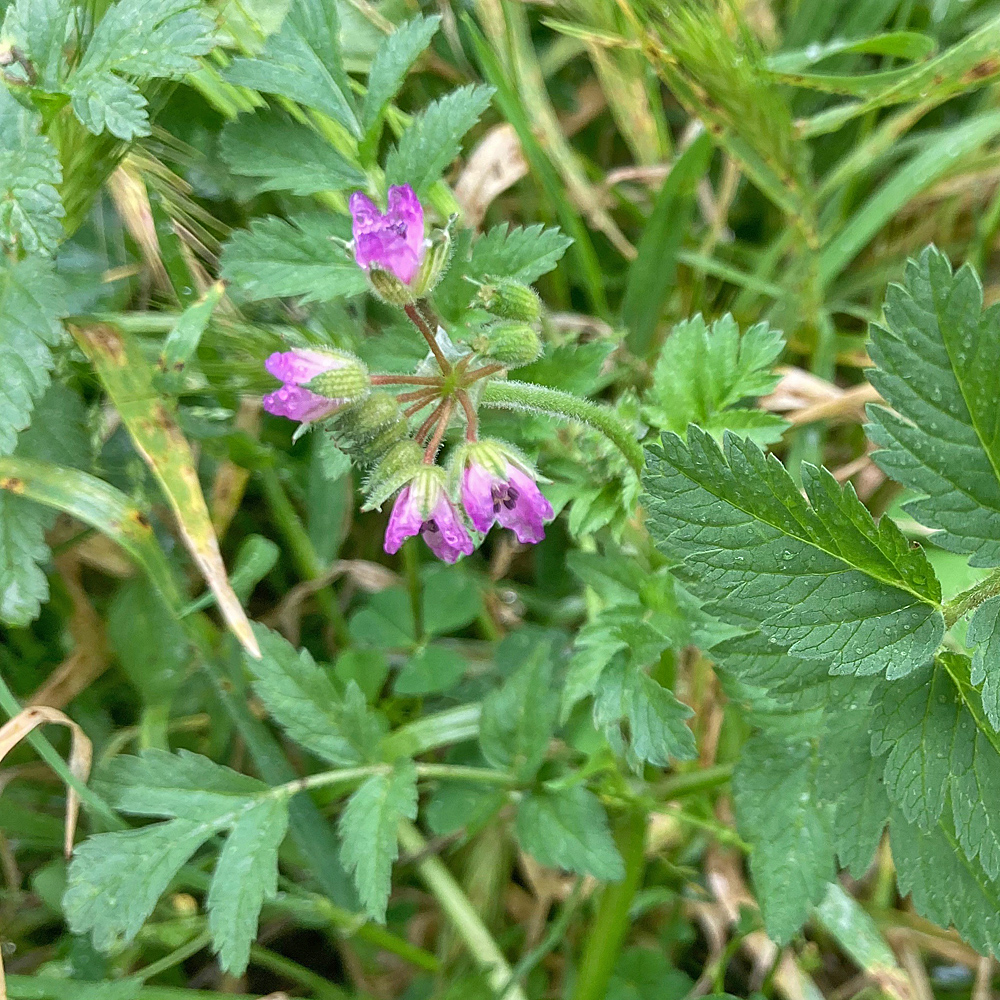 Moschus-Reiherschnabel / Erodium moschatum