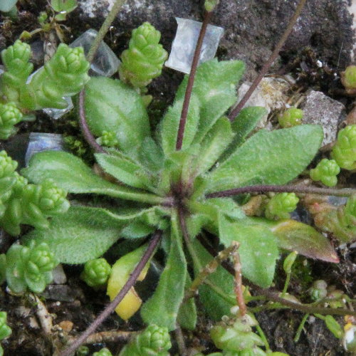 Gewöhnliches Frühlings-Hungerblümchen / Erophila verna