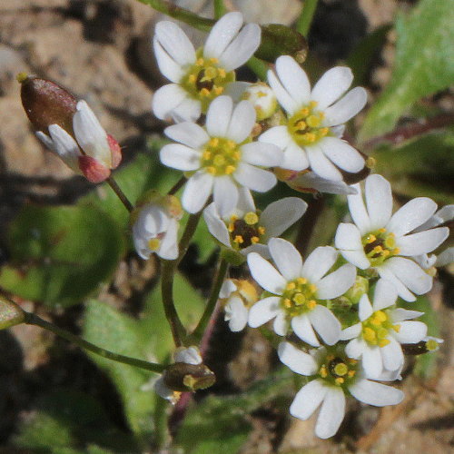 Gewöhnliches Frühlings-Hungerblümchen / Erophila verna