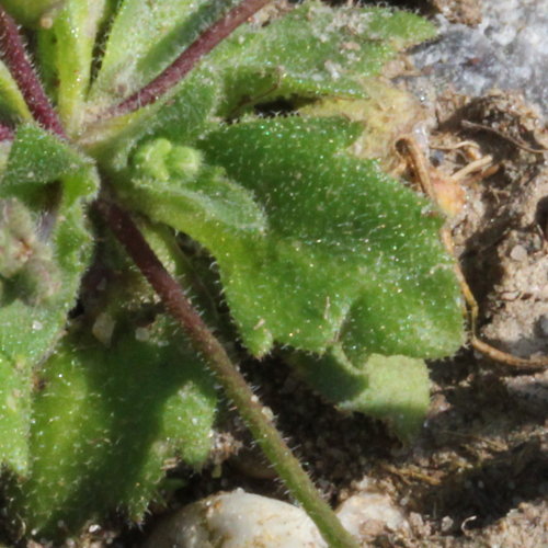 Gewöhnliches Frühlings-Hungerblümchen / Erophila verna