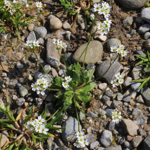 Gewöhnliches Frühlings-Hungerblümchen / Erophila verna