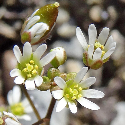 Gewöhnliches Frühlings-Hungerblümchen / Erophila verna