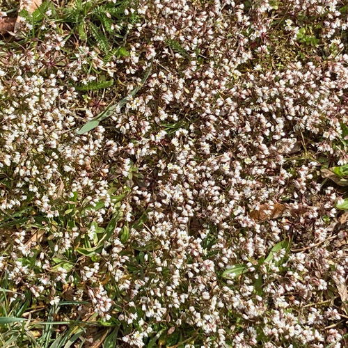 Gewöhnliches Frühlings-Hungerblümchen / Erophila verna