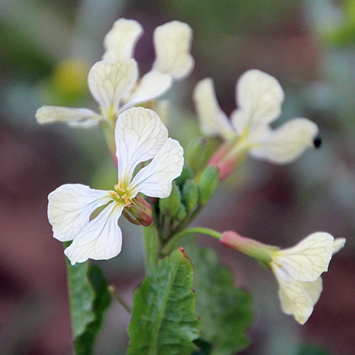 Ruke / Eruca sativa