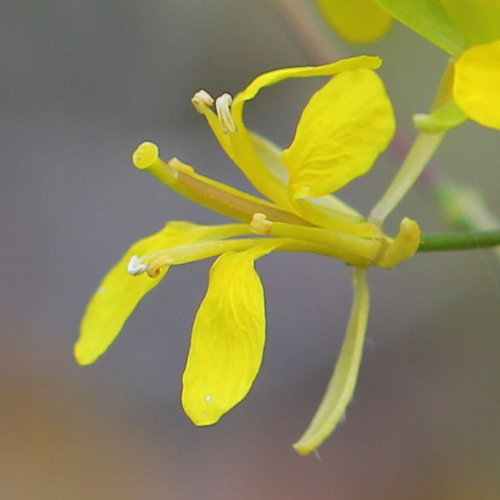 Brunnenkressenblättrige Rampe / Erucastrum nasturtiifolium
