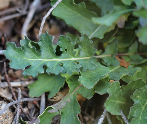 Brunnenkressenblättrige Rampe / Erucastrum nasturtiifolium