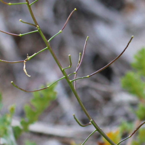 Brunnenkressenblättrige Rampe / Erucastrum nasturtiifolium