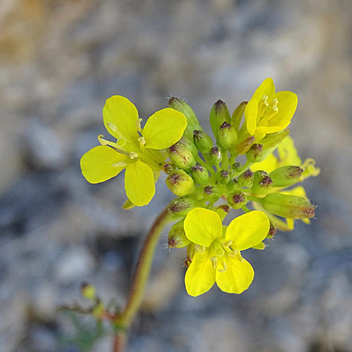 Brunnenkressenblättrige Rampe / Erucastrum nasturtiifolium