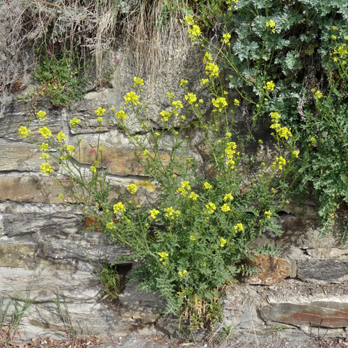 Brunnenkressenblättrige Rampe / Erucastrum nasturtiifolium