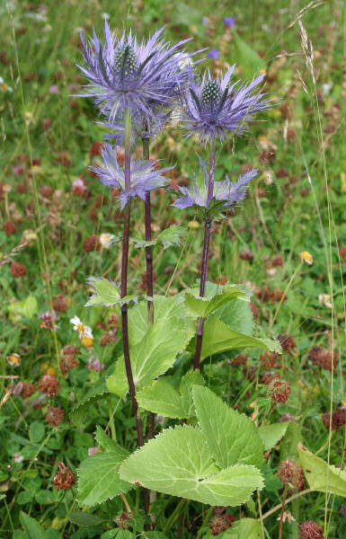 Alpen-Mannstreu / Eryngium alpinum