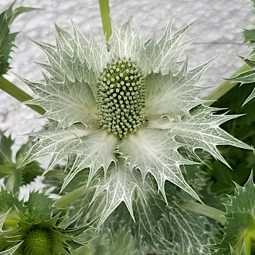 Alpen-Mannstreu / Eryngium alpinum