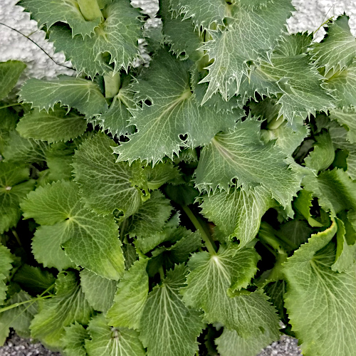 Alpen-Mannstreu / Eryngium alpinum