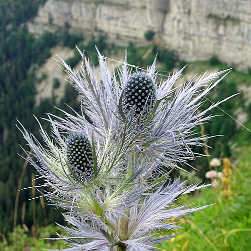 Alpen-Mannstreu / Eryngium alpinum