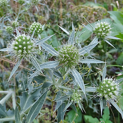 Feld-Mannstreu / Eryngium campestre