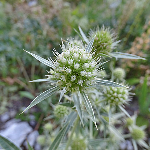 Feld-Mannstreu / Eryngium campestre