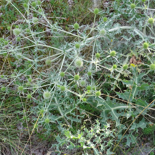 Feld-Mannstreu / Eryngium campestre