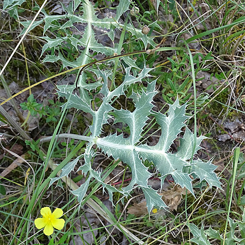 Feld-Mannstreu / Eryngium campestre