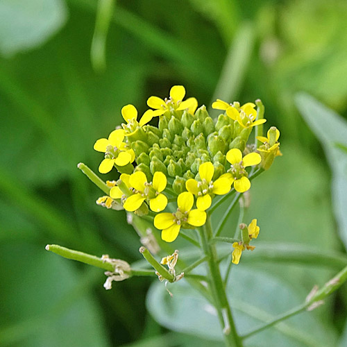 Acker-Schöterich / Erysimum cheiranthoides