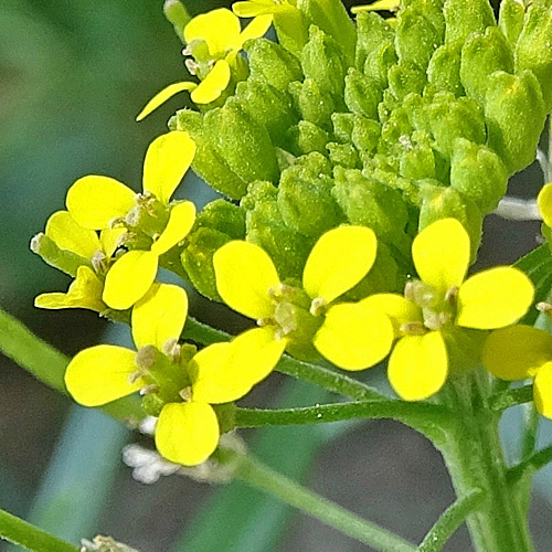 Acker-Schöterich / Erysimum cheiranthoides