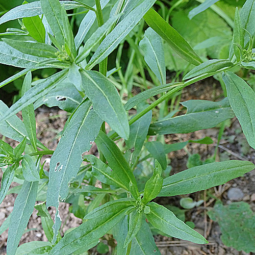 Acker-Schöterich / Erysimum cheiranthoides